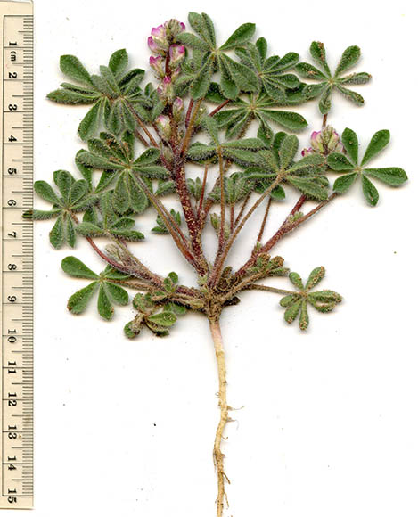  Lupinus concinnus